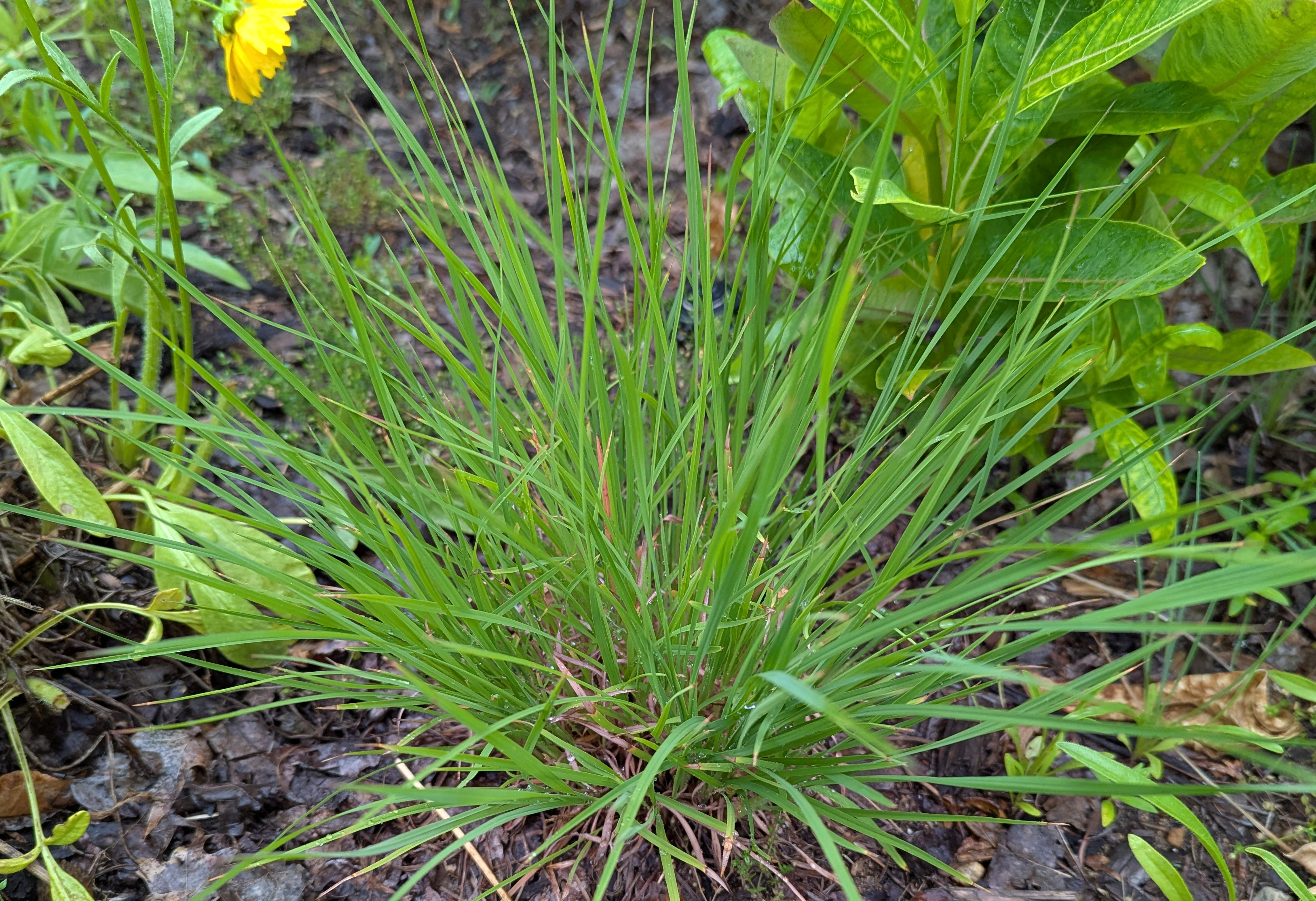 little bluestem