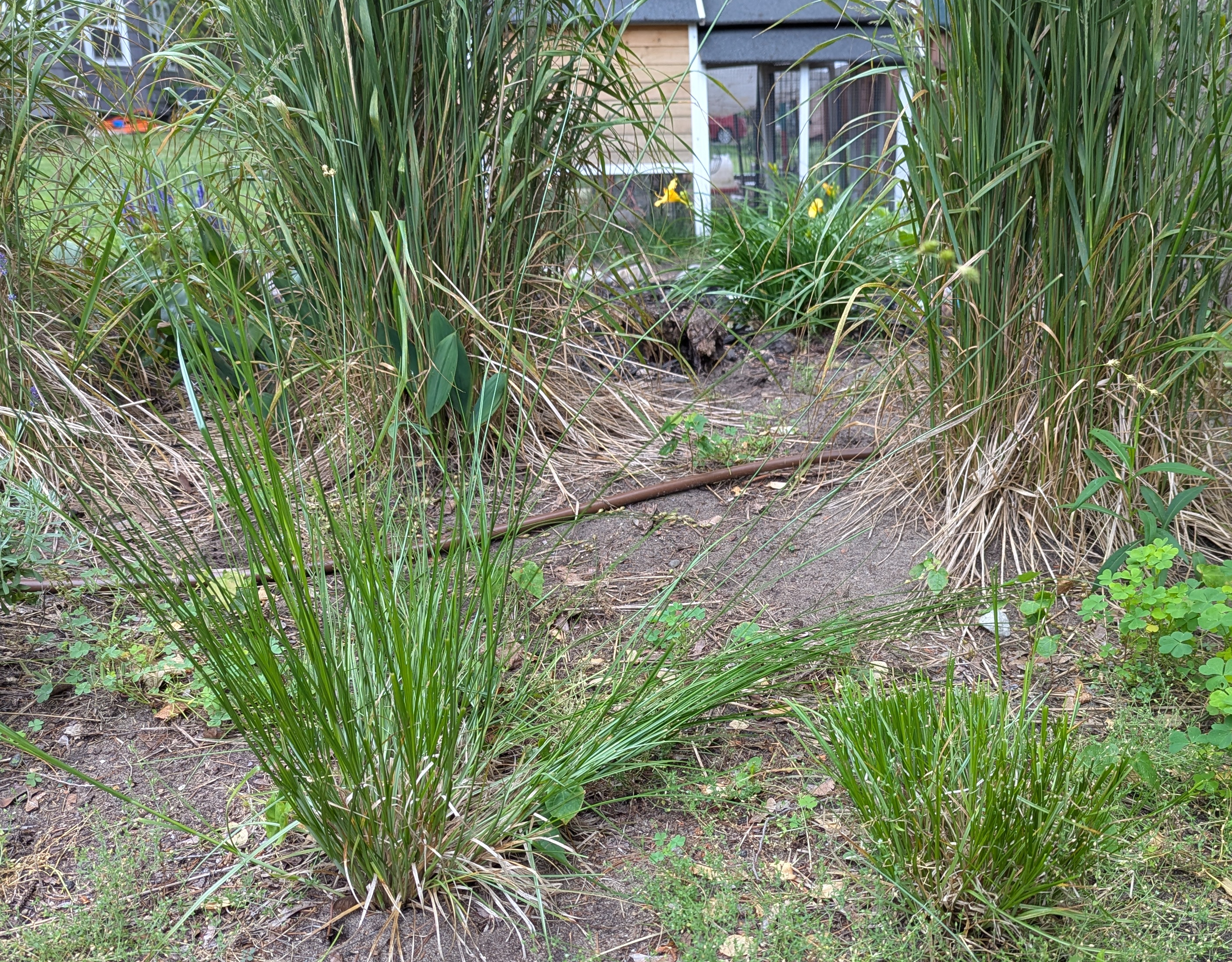 plains oval sedge