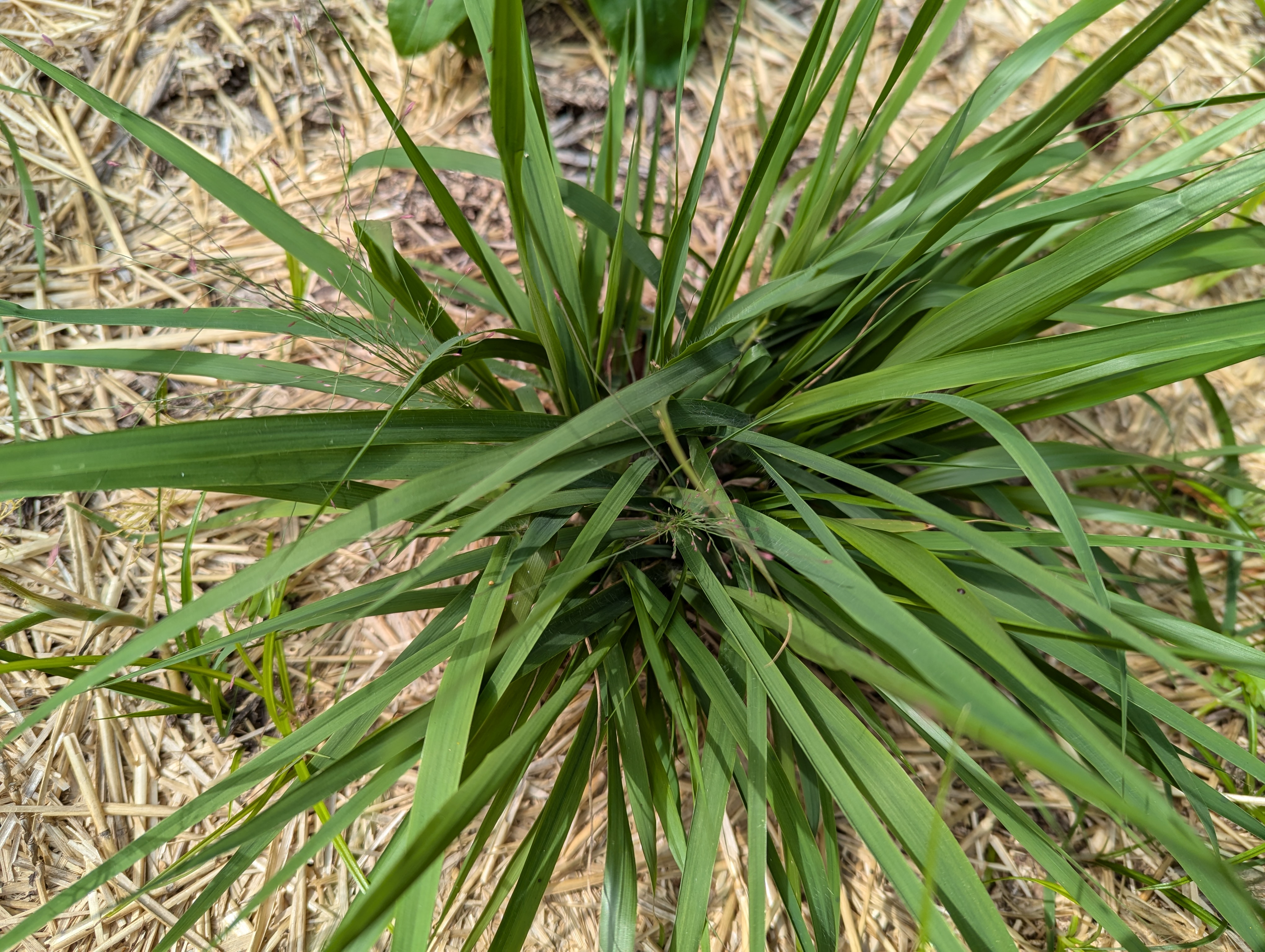 purple lovegrass